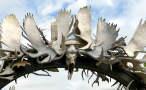 Antler Arch HD Wallpapers 96885