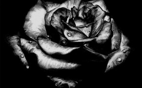 Gothic Black Rose High Definition Wallpaper 08805