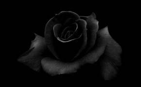 Gothic Black Rose Wallpaper HD 08807