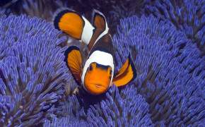 Fish Anemone Wallpaper 00905