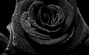 Gothic Black Rose HD Wallpapers 08804