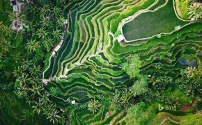 Ubud Rice Terraces Bali Background Wallpapers 94234