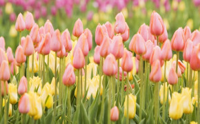 Pink Tulip Free Spring Wallpaper 00943