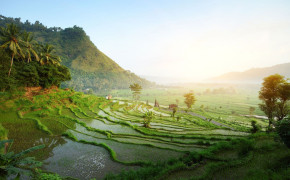 Ubud Rice Terraces Bali HD Wallpapers 94242
