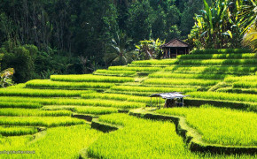 Ubud Rice Terraces Bali Wallpaper HD 94244