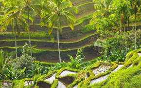 Ubud Rice Terraces Bali Background HD Wallpapers 94232