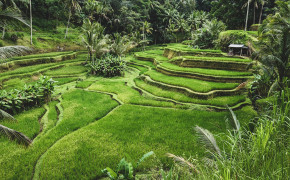 Ubud Rice Terraces Bali HD Wallpaper 94241