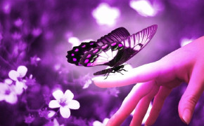 Purple Butterfly Wallpaper HD 09328
