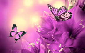 Purple Butterfly HD Wallpapers 09325