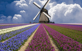 Netherlands Nature Desktop HD Wallpaper 92397