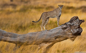 Tanzania Animal HD Desktop Wallpaper 93820