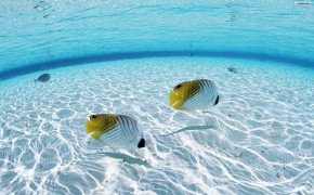 Maldives Fish HD Desktop Wallpaper 09614