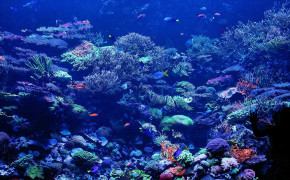 Abstract Coral Reef Art Best Wallpaper 099843