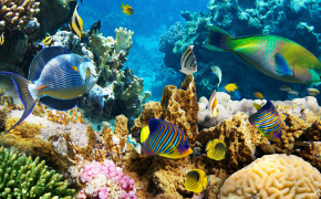 Abstract Coral Reef Design Wallpaper 099854