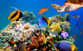 Abstract Coral Reef Art Background Wallpaper 099842