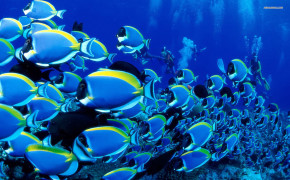 Maldives Fish HQ Desktop Wallpaper 09617