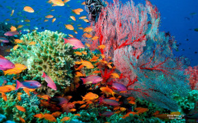 Abstract Coral Reef Art HD Desktop Wallpaper 099844