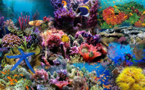 Abstract Coral Reef Background Wallpaper 099838