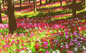 Garden Anime Romance Desktop HD Wallpaper 109685